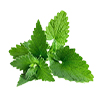 cool mint