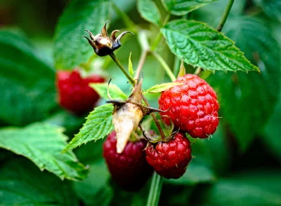Primer plano de frambuesas rojas brillantes en una planta con hojas verdes y tallos.