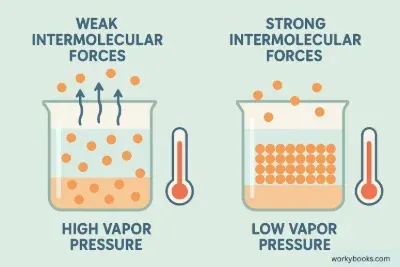 Fuerzas intermoleculares debiles frente a baja presion de vapor