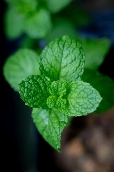 Primer plano de hojas verdes de menta fresca con textura detallada.