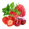 Erdbeere Himbeere & Kirsche Beere & Traube Minze