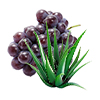 Aloe Traube